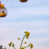 菜の花と大観覧車