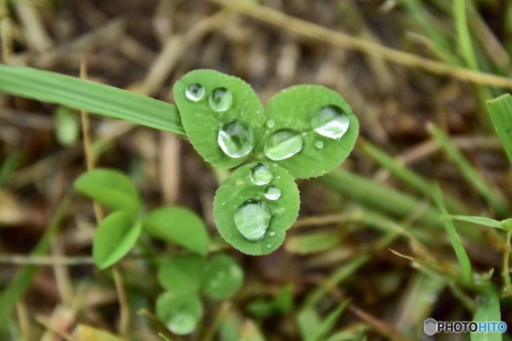 雨上がりに3