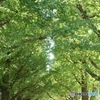 緑のトンネル
