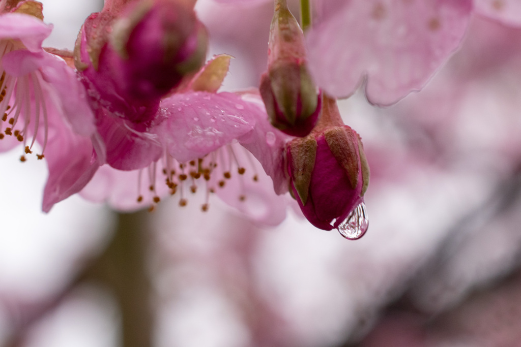 蕾の涙
