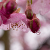 蕾の涙