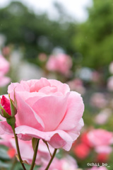 　花園の目覚め