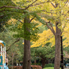 秋舞う公園