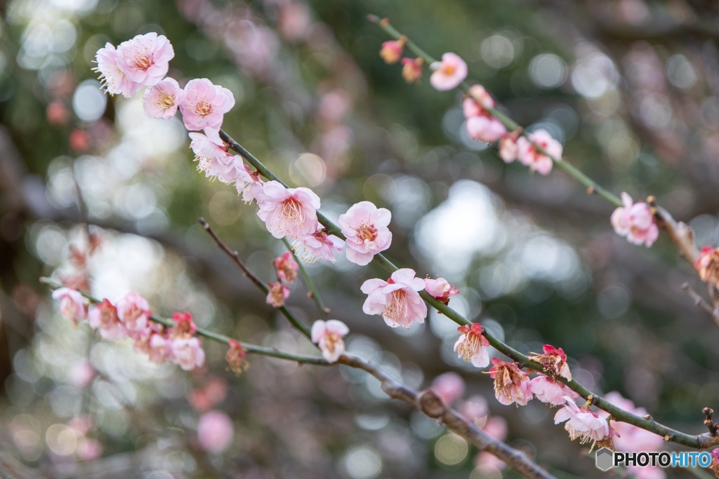 香り立つ