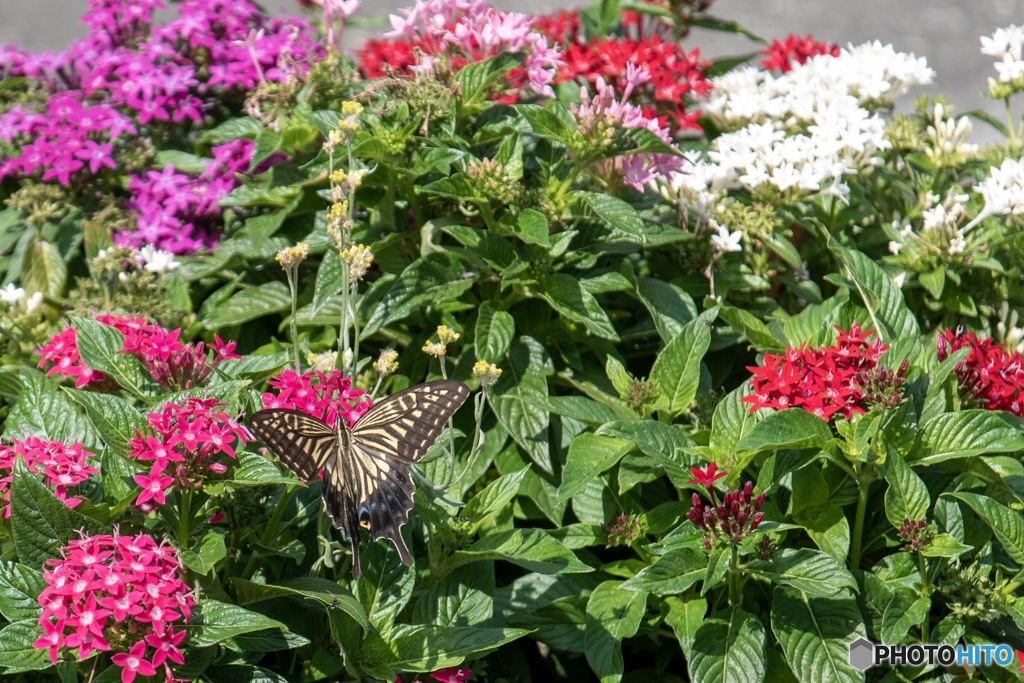 こっちのお花がいいかな？