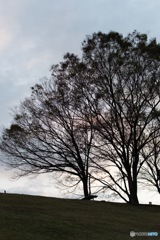 夕暮れ時の丘