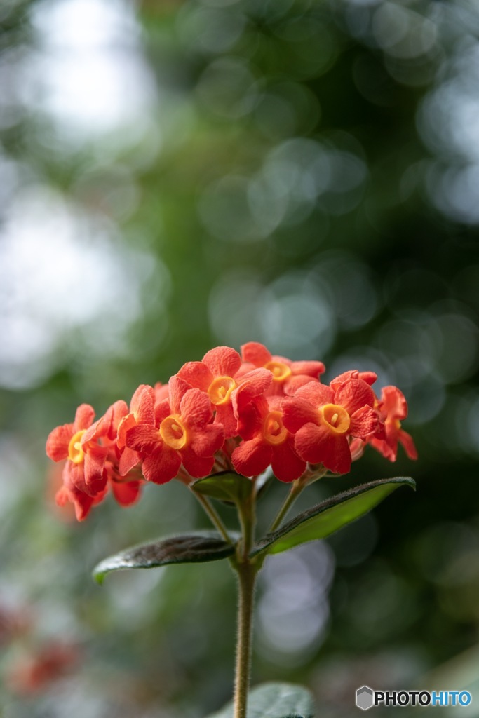 温室の花1