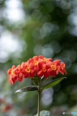 温室の花1
