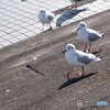 ドゥミ2