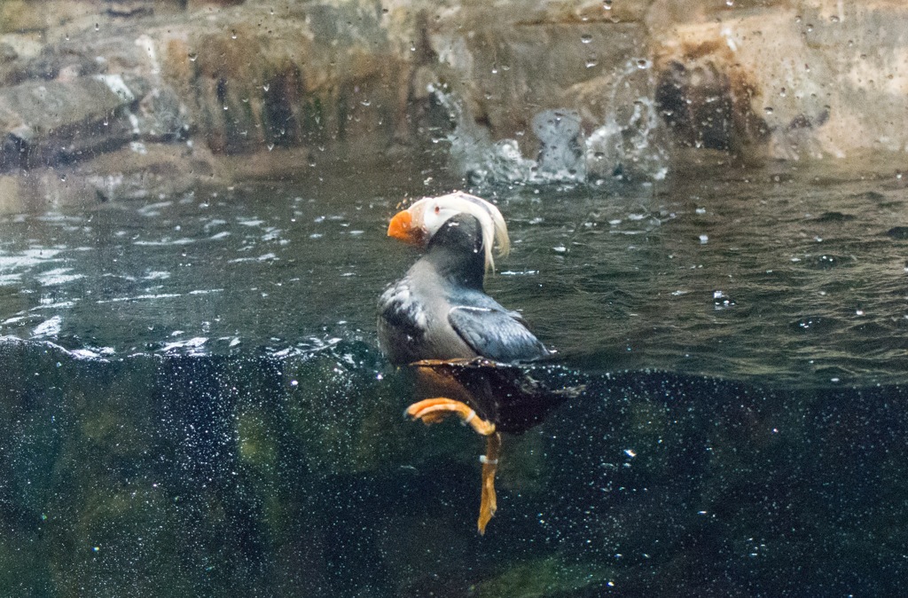 水族園〜エトピリカ