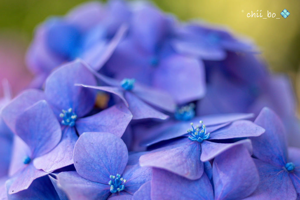 紫陽花のティアラ