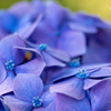 紫陽花のティアラ