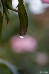 バラと水滴4