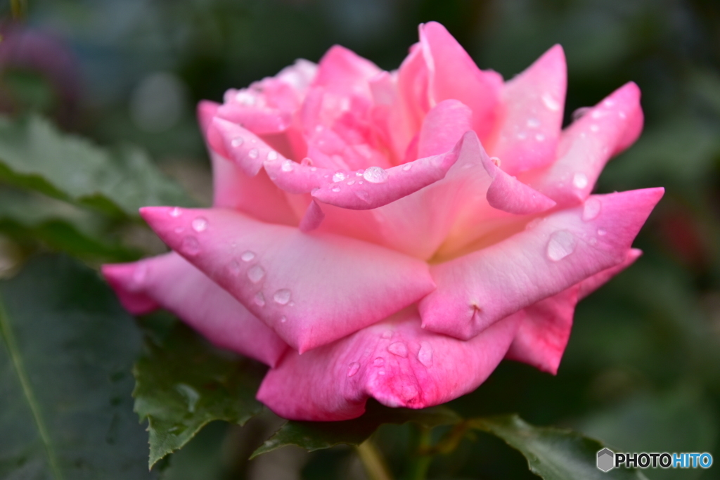 雨を纏う