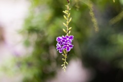 花と蟻
