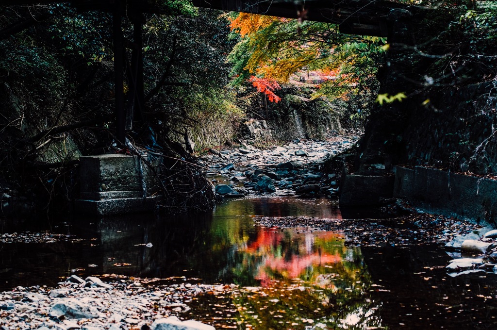 水面の紅葉
