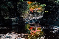 水面の紅葉