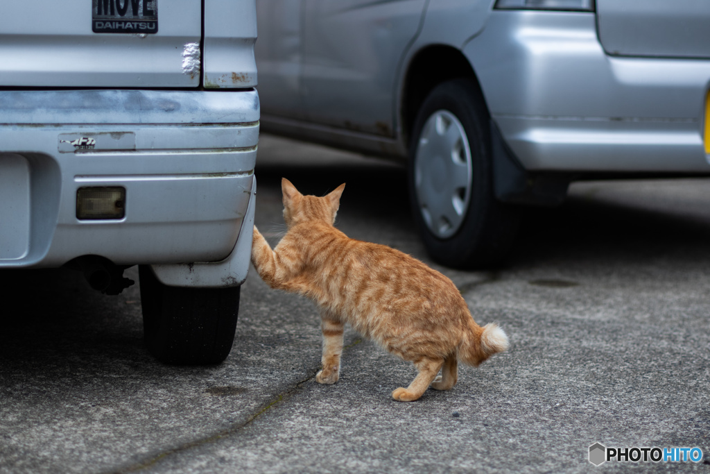 爪とぎしないでね…