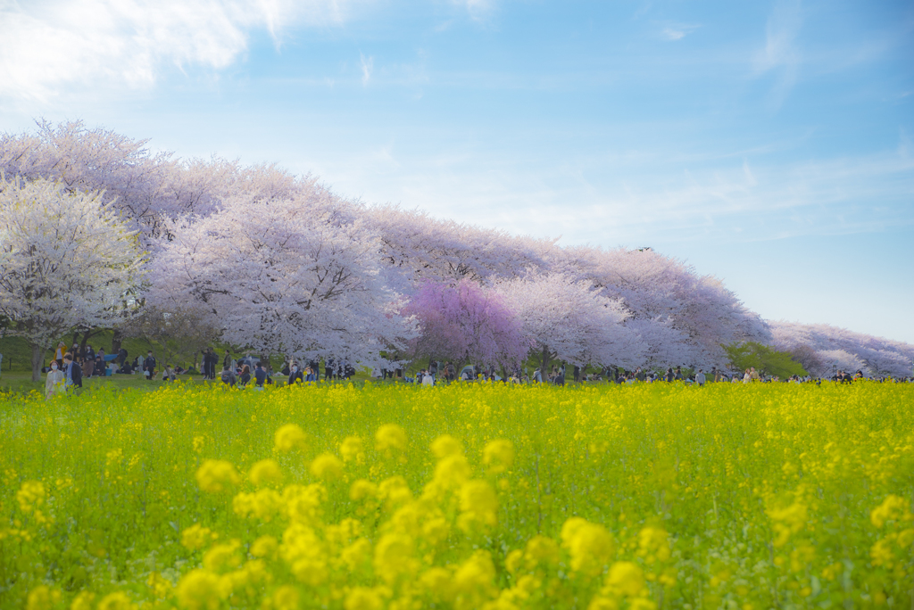 春の楽しみ