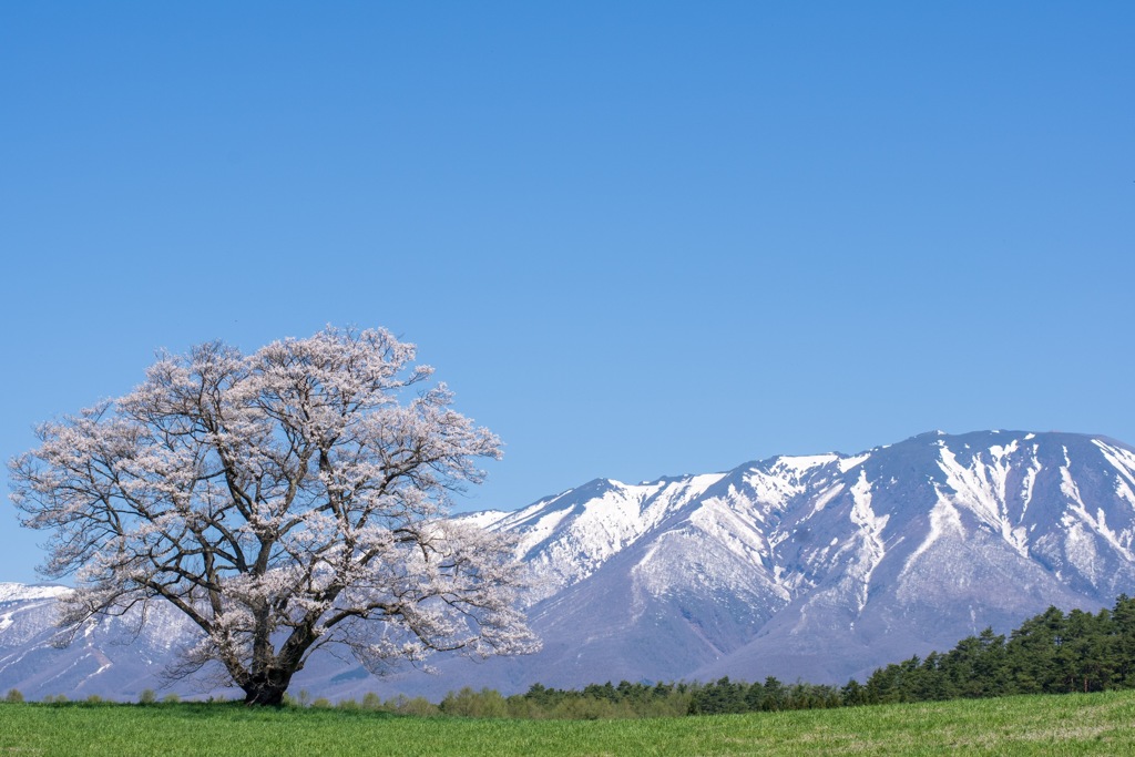 一本桜