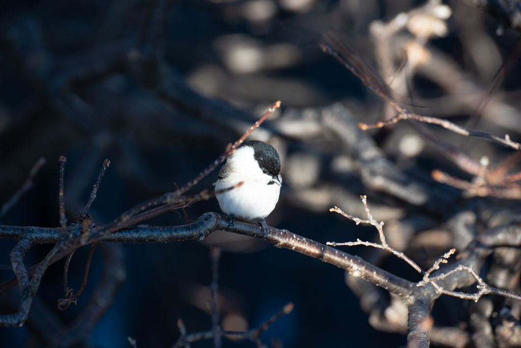 名前が分からない野鳥