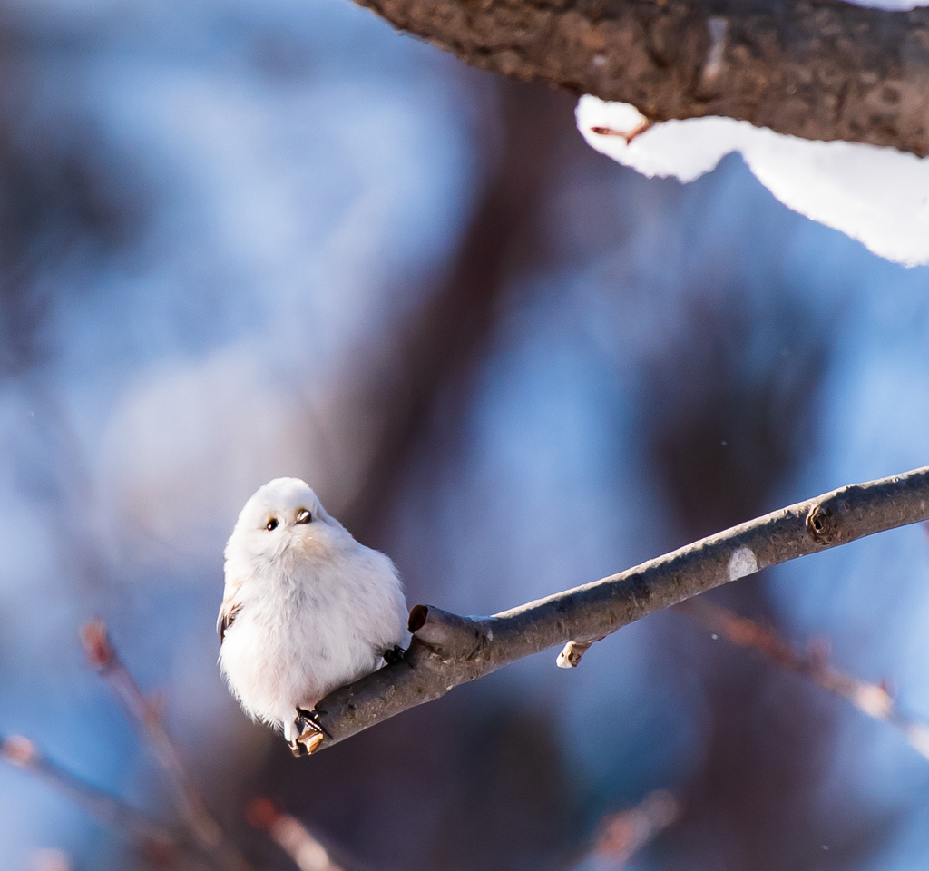 雪の妖精シマエナガ