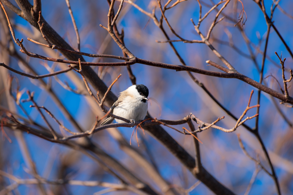 名前の分からない野鳥２