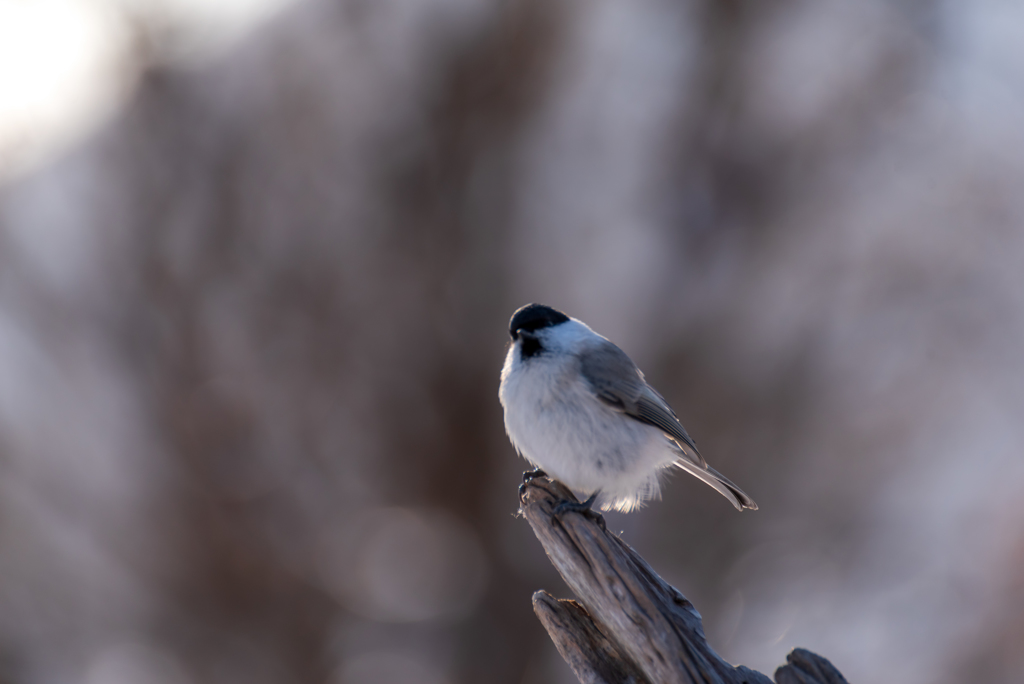 名前の分からない野鳥３