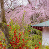 木瓜