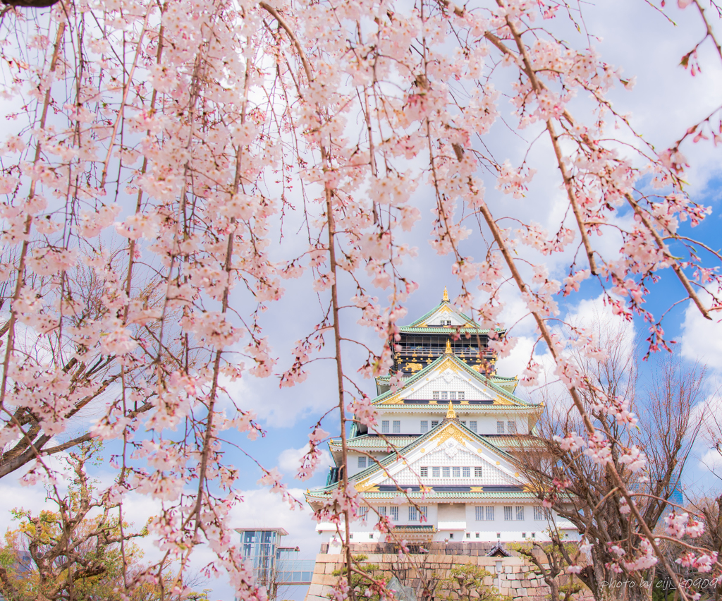 桜と大阪城