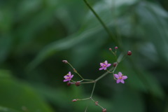 小さな花