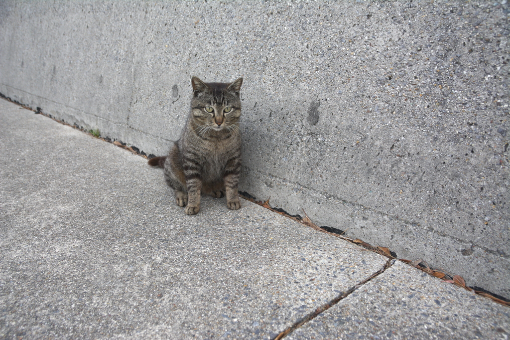 防波堤の猫