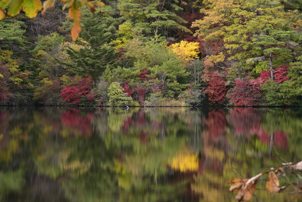 根の上高原紅葉②
