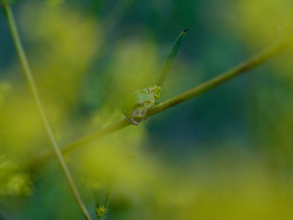 菜の花のカエルくん