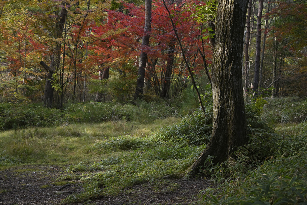 根の上高原紅葉①