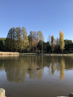 公園の湖