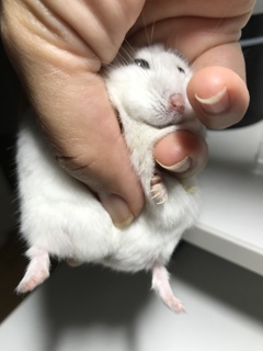 ハムスターリラックス移動中