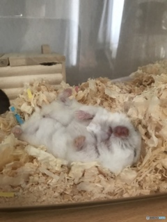 夢の中のハムスター