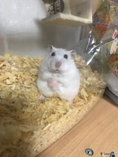 ハムタン！可愛い！