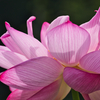 蓮の花びら