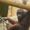 オランウータン