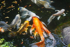 ヒレ長錦鯉