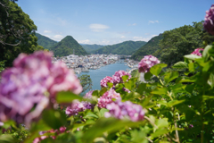 あじさい越しの港