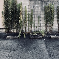Grow grass