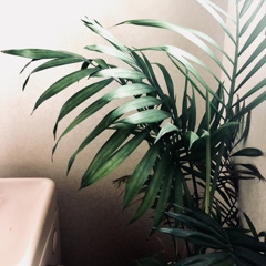 Foliage plant