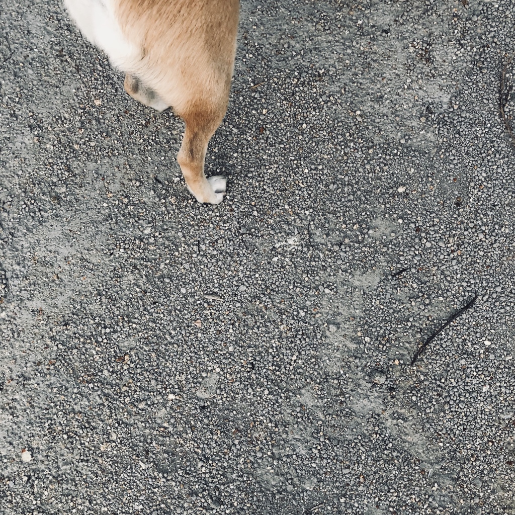 leg