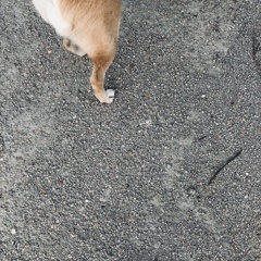 leg