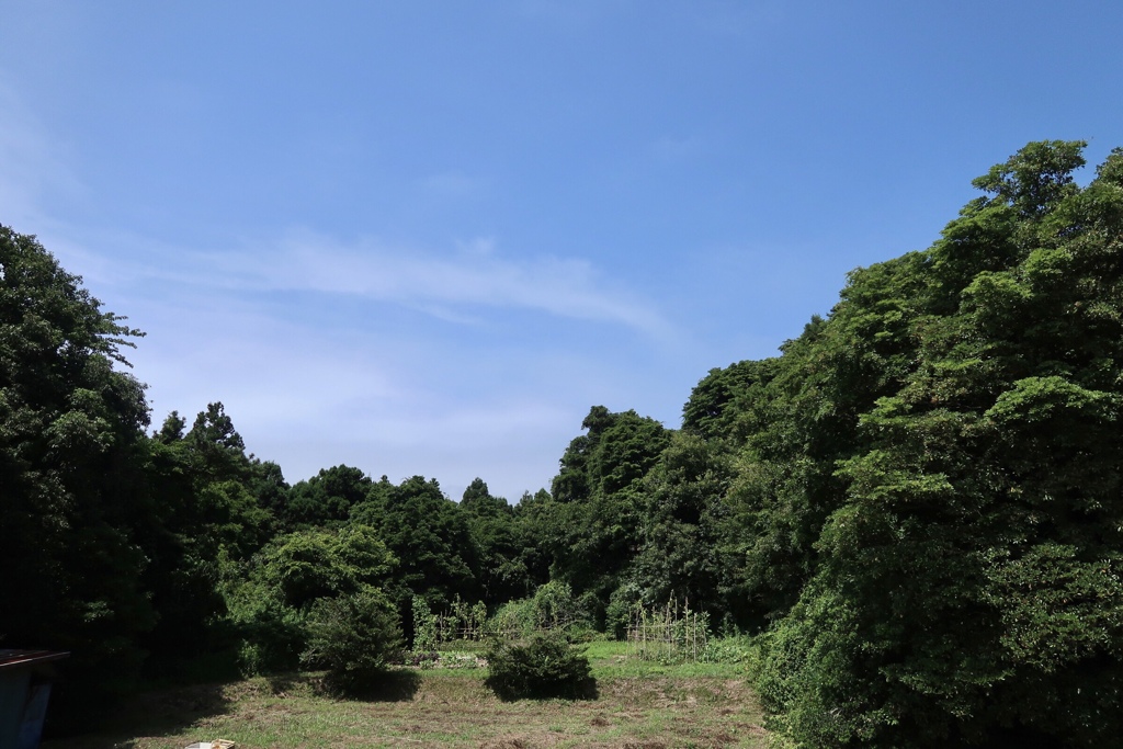 夏の田舎