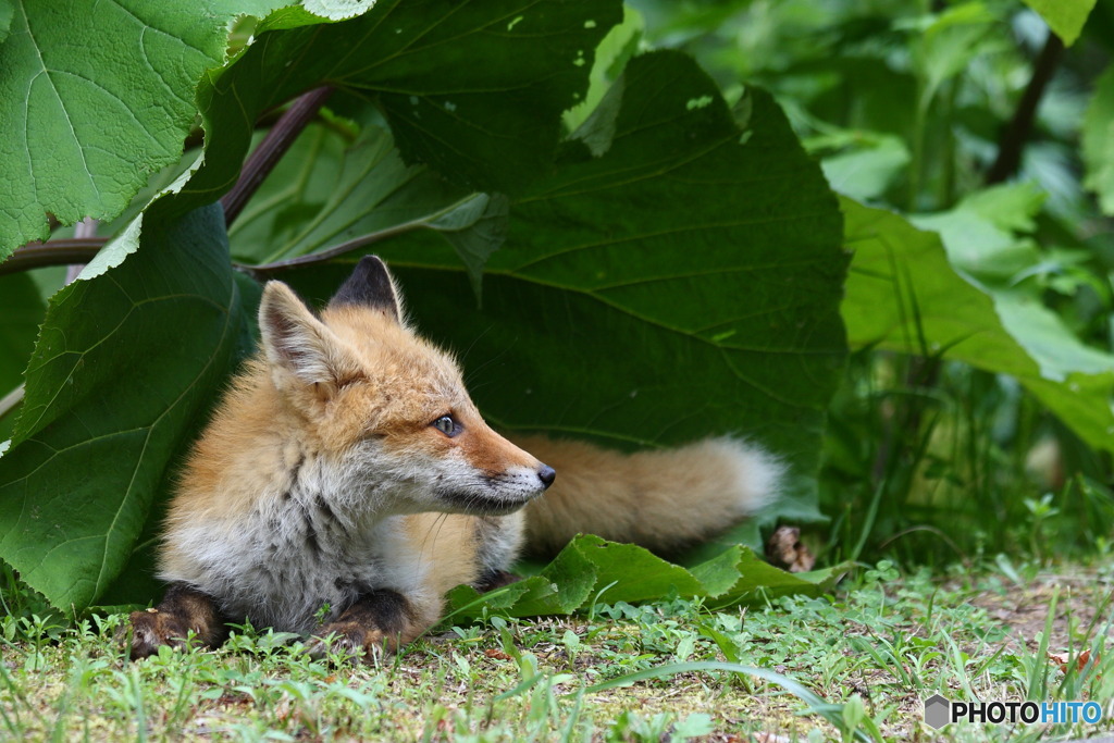 キタキツネ