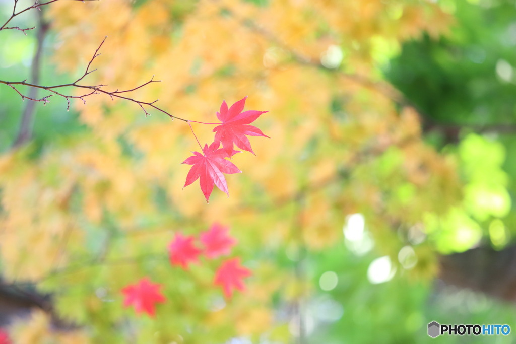 紅葉 2019 ④